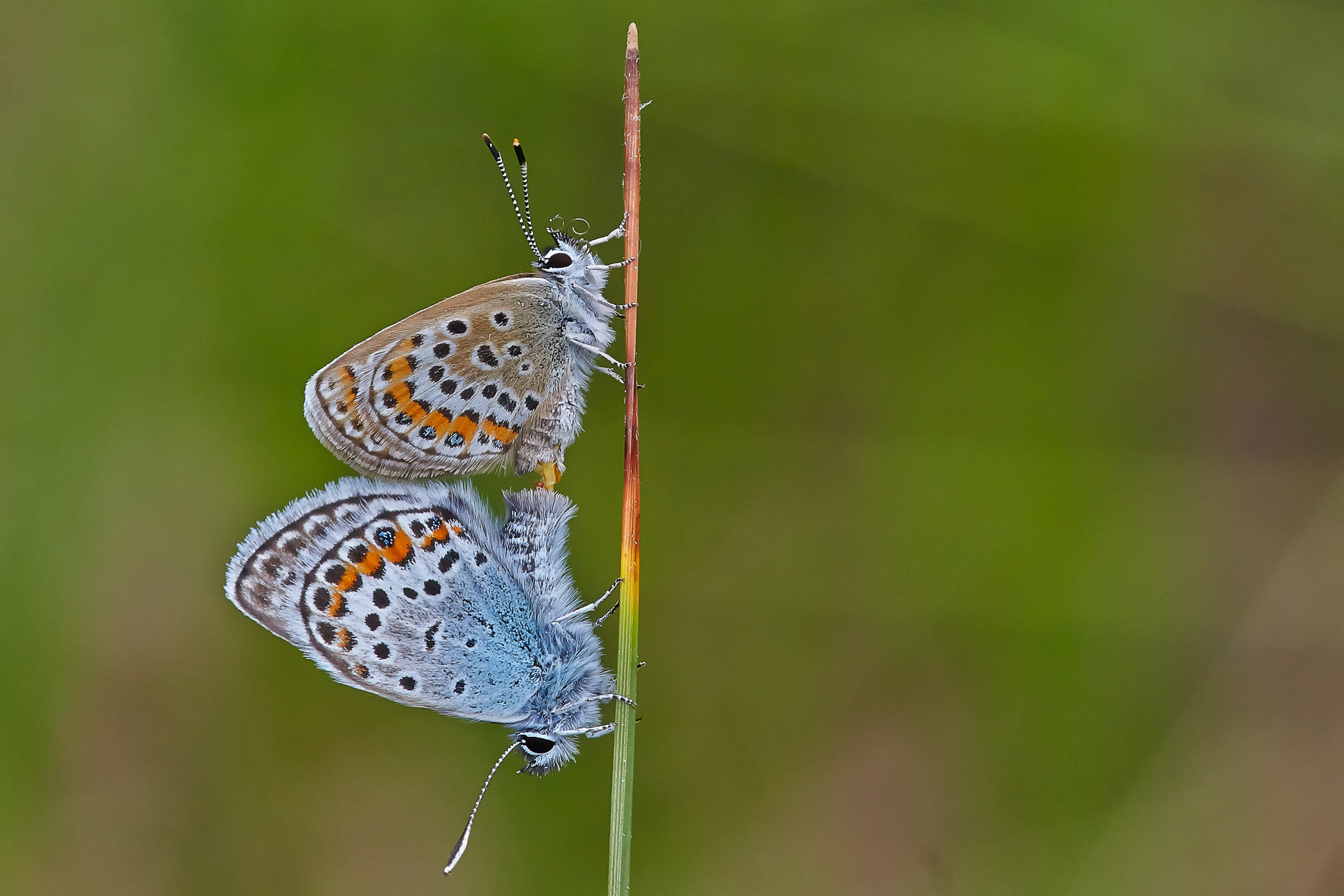 Bläulinge bei der Liebe